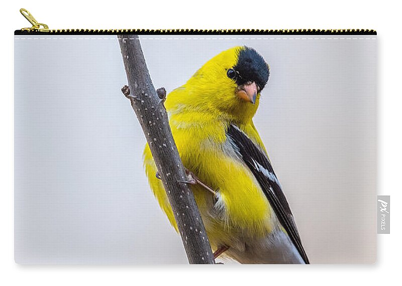 Male Zip Pouch featuring the photograph American Goldfinch Vertical by Paul Freidlund