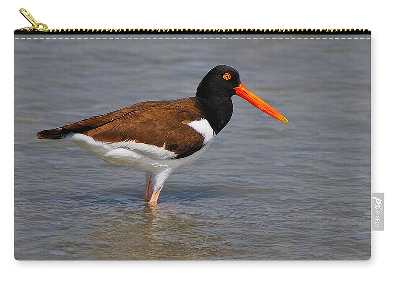 American Oystercatcher Zip Pouch featuring the photograph American Oystercatcher by Tony Beck