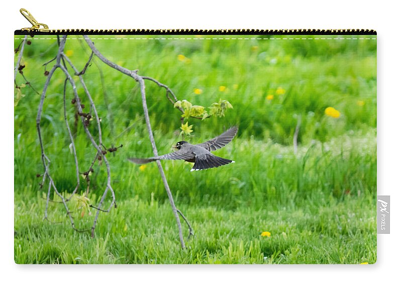 American Robin Zip Pouch featuring the photograph American Robin in Flight by Holden The Moment