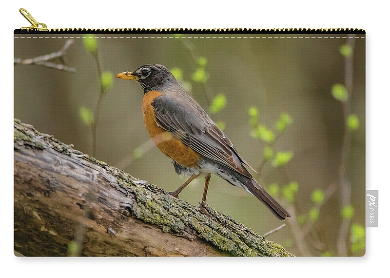 American Robin Zip Pouch featuring the photograph American Robin by Ray Congrove