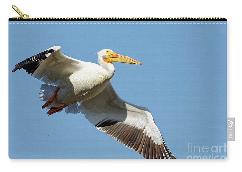 Pelican Zip Pouch featuring the photograph American White Pelican in Flight by Natural Focal Point Photography