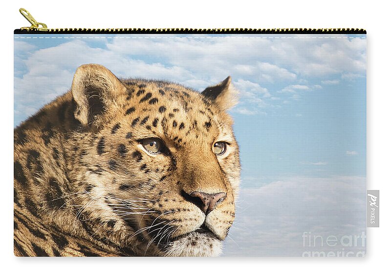 Leopard Zip Pouch featuring the photograph Amur leopard against blue sky by Jane Rix