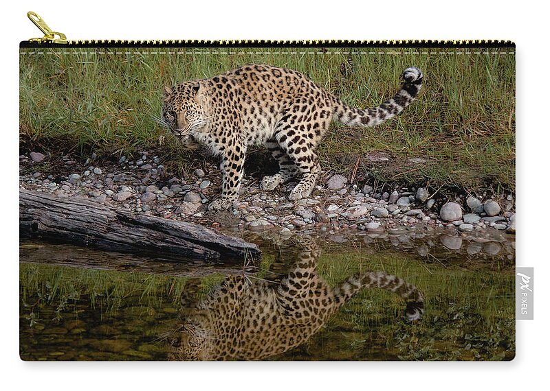 Amur Leopard Zip Pouch featuring the photograph Amur Leopard Reflection by Teresa Wilson