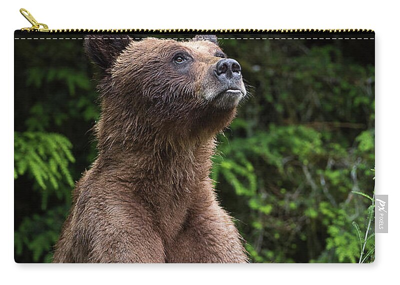Bears Zip Pouch featuring the photograph An Endearing Portrait of a Grizzly by Bill Cubitt