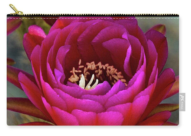 Hot Pink Torch Cactus Zip Pouch featuring the photograph An Inner Beauty by Saija Lehtonen
