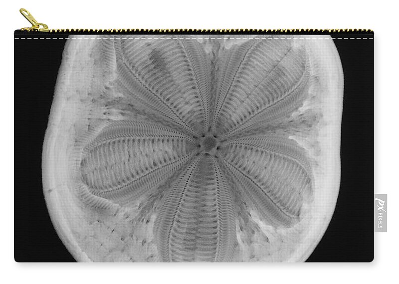 Radiograph Zip Pouch featuring the photograph An X-ray Of A Sea Biscuit by Ted Kinsman