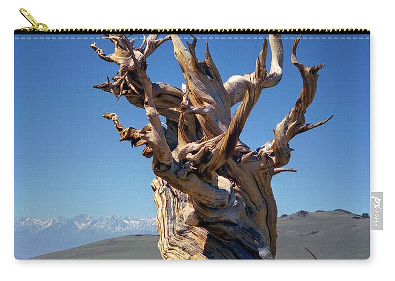 Bristlecone Pine Carry-all Pouch featuring the photograph Ancient Bristlecone Pine Tree Composition 2, Inyo National Forest, White Mountains, California by Kathy Anselmo
