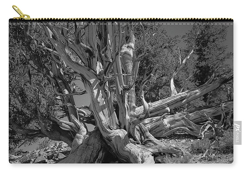 Bristlecone Pine Zip Pouch featuring the photograph Ancient Bristlecone Pine Tree, Composition 5 BW, Inyo National Forest, White Mountains, California by Kathy Anselmo