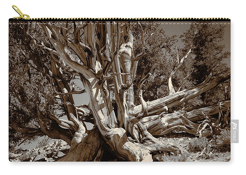 Bristlecone Pine Zip Pouch featuring the photograph Ancient Bristlecone Pine Tree, Composition 5 sepia tone, Inyo National Forest, California by Kathy Anselmo