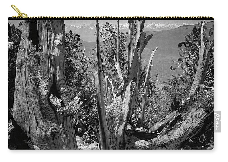Bristlecone Pine Zip Pouch featuring the photograph Ancient Bristlecone Pine Tree, Composition 8, Inyo National Forest, White Mountains, California by Kathy Anselmo