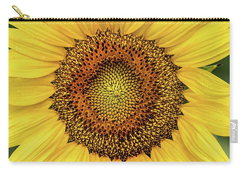 Sunflower Zip Pouch featuring the photograph Another Stunning Flower by Don Johnson