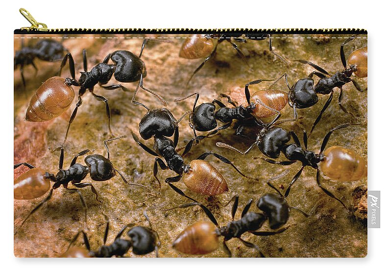 Mp Zip Pouch featuring the photograph Ant Crematogaster Sp Group by Mark Moffett