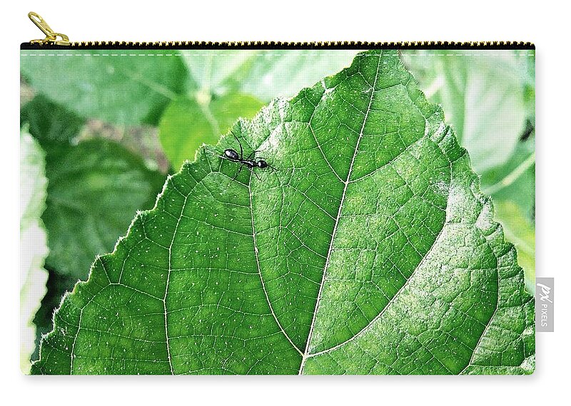 Ant Zip Pouch featuring the photograph Ant by Mariel Mcmeeking