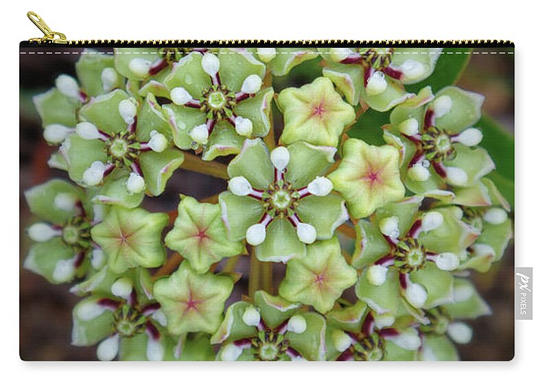 Antelope Horns Zip Pouch featuring the photograph Antelope Growing Horns by Sylvia J Zarco