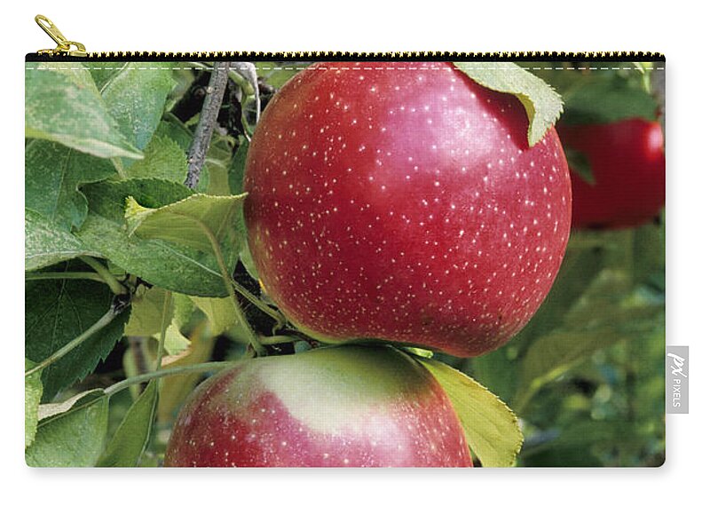 Apple Zip Pouch featuring the photograph Apples Rome Beauty by Inga Spence