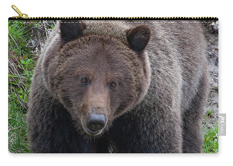 Mark Miller Photos Zip Pouch featuring the photograph Approaching Grizzly by Mark Miller