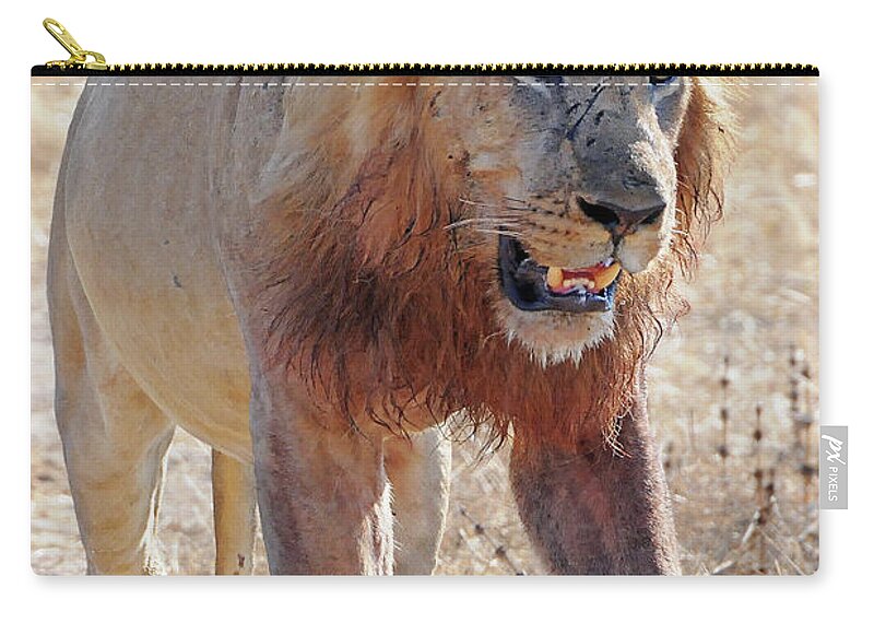Lion Carry-all Pouch featuring the photograph Approaching Lion by Ted Keller