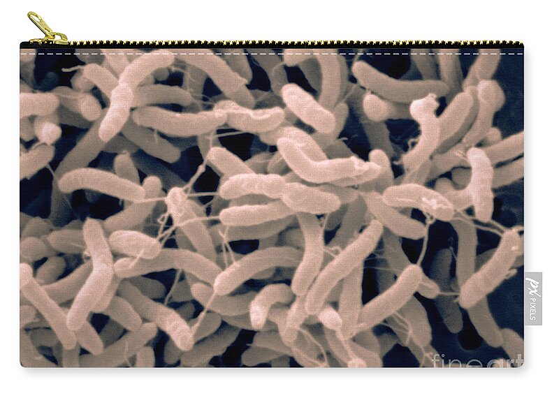 Arcobacter Lanthierii Zip Pouch featuring the photograph Arcobacter Lanthierii, Sem by Scimat