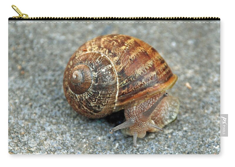 Snail Zip Pouch featuring the photograph Are you looking at me by Carol Eliassen