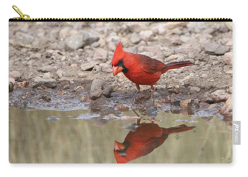 Bird Zip Pouch featuring the photograph Aren't I A Handsome Devil by Steve Wolfe
