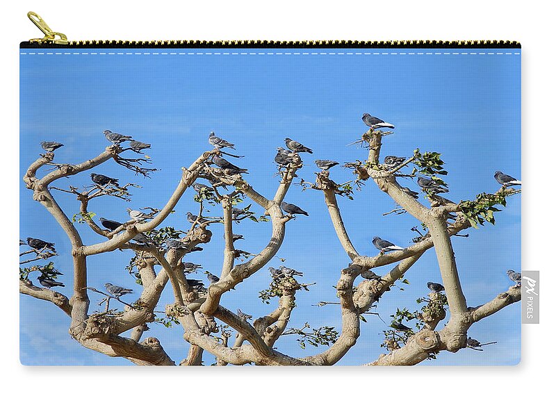 Pigeons Zip Pouch featuring the photograph Pigeons in a Coral Tree by Beth Myer Photography