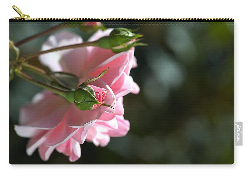 Mary Mackillop Rose Variety Zip Pouch featuring the photograph Bud With Parent Rose by Joy Watson