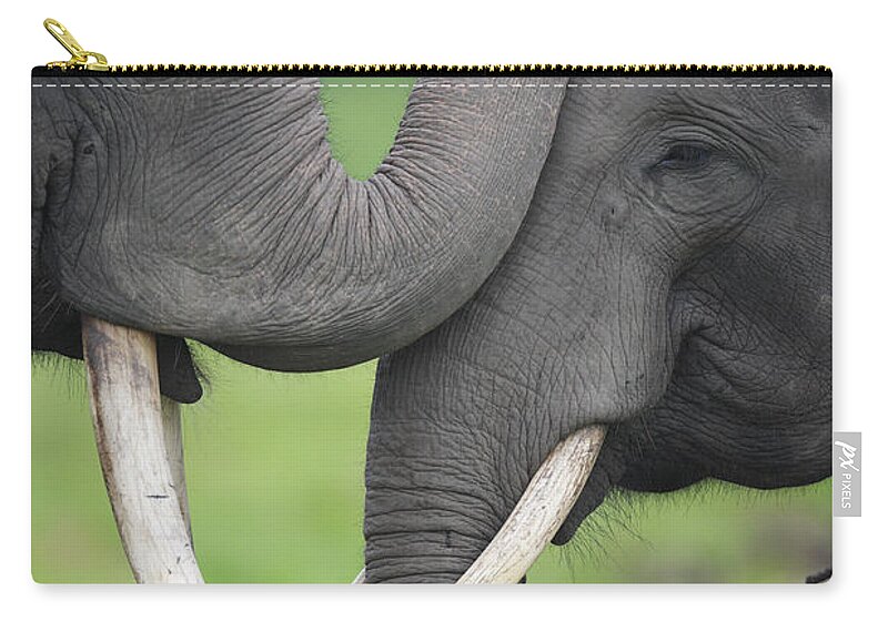 Mp Zip Pouch featuring the photograph Asian Elephant Greeting by Cyril Ruoso