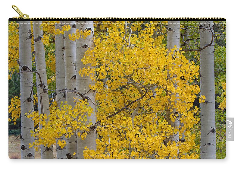 Autumn Colors Zip Pouch featuring the photograph Aspen Bouquet by Jim Garrison