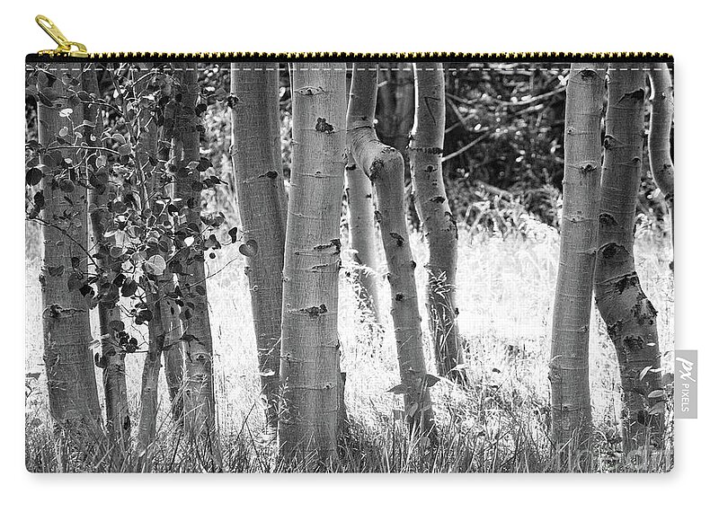 Aspes Zip Pouch featuring the photograph Aspen Trunks by Anthony Michael Bonafede