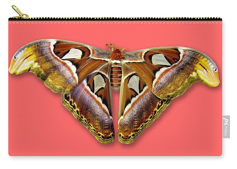 Giant Zip Pouch featuring the photograph Atlas Moth 2 Sehemu Mbili Unyenyekevu by Bob Slitzan