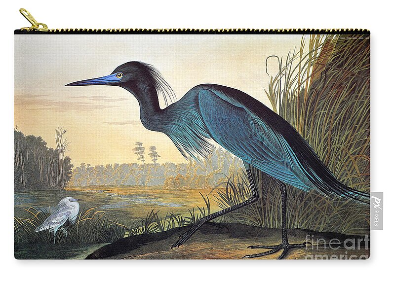 1827 Zip Pouch featuring the drawing Little Blue Heron #2 by John James Audubon
