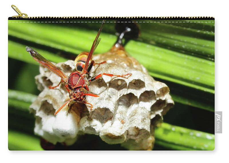 Australian Papper Wasp Carry-all Pouch featuring the photograph Australian Papper Wasp 772 by Kevin Chippindall