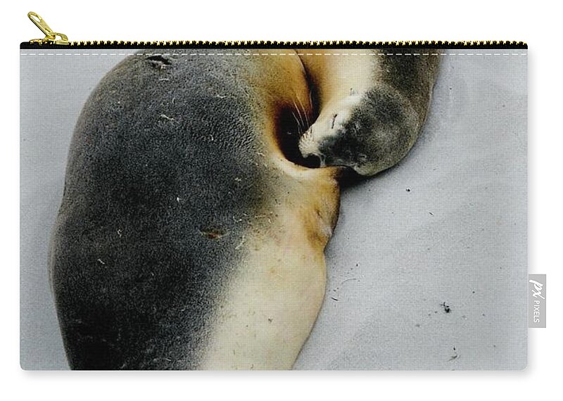 Wildlife Zip Pouch featuring the photograph Australian Sea Lions by Sarah Lilja