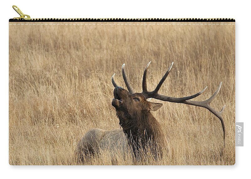 Rocky Mountain Bull Elk Zip Pouch featuring the photograph Autumn song by Bon and Jim Fillpot