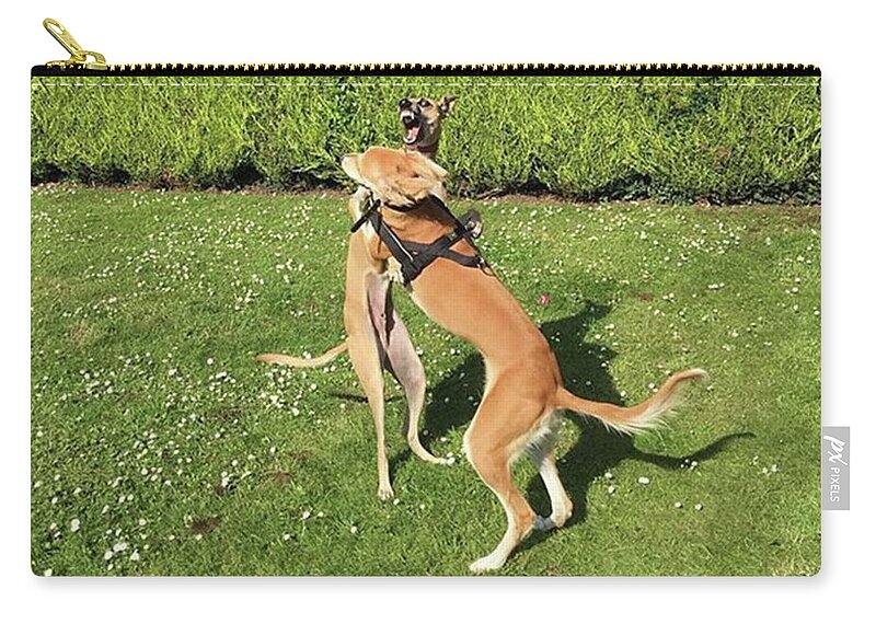 Persiangreyhound Zip Pouch featuring the photograph Ava The Saluki And Finly The Lurcher by John Edwards