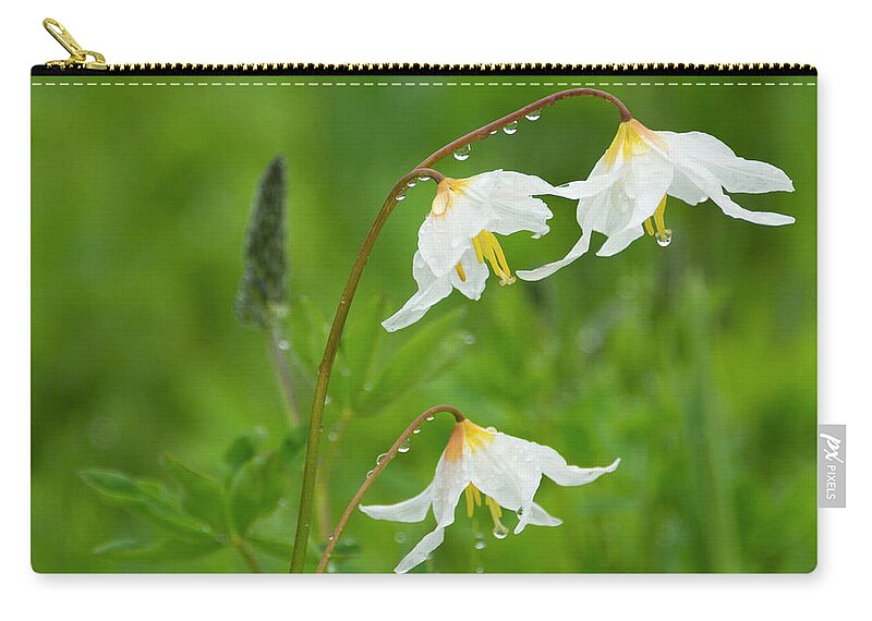 Avalanche Lillies Zip Pouch featuring the photograph Avalanche Morning Dew by Michael Dawson