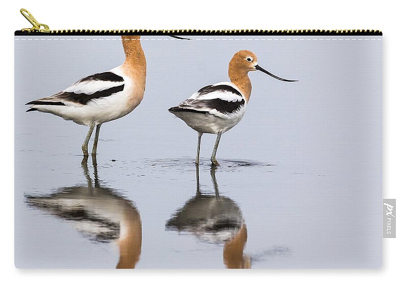 Avocet Zip Pouch featuring the photograph Avocets by Jim Miller