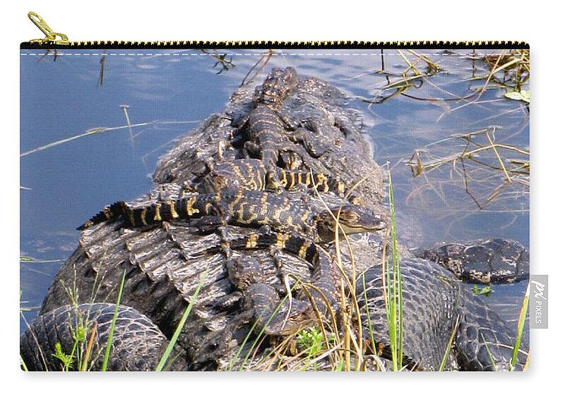 Baby Alligator Zip Pouch featuring the photograph Baby Alligators 1 by Christopher Mercer