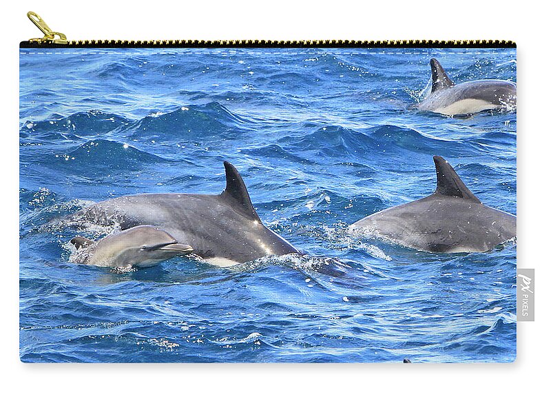 Dolphin Zip Pouch featuring the photograph Baby Common Dolphin by Shoal Hollingsworth