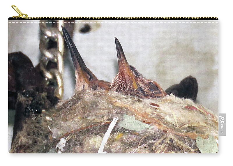 Hummingbirds Zip Pouch featuring the photograph Baby Hummers 6 by Helaine Cummins