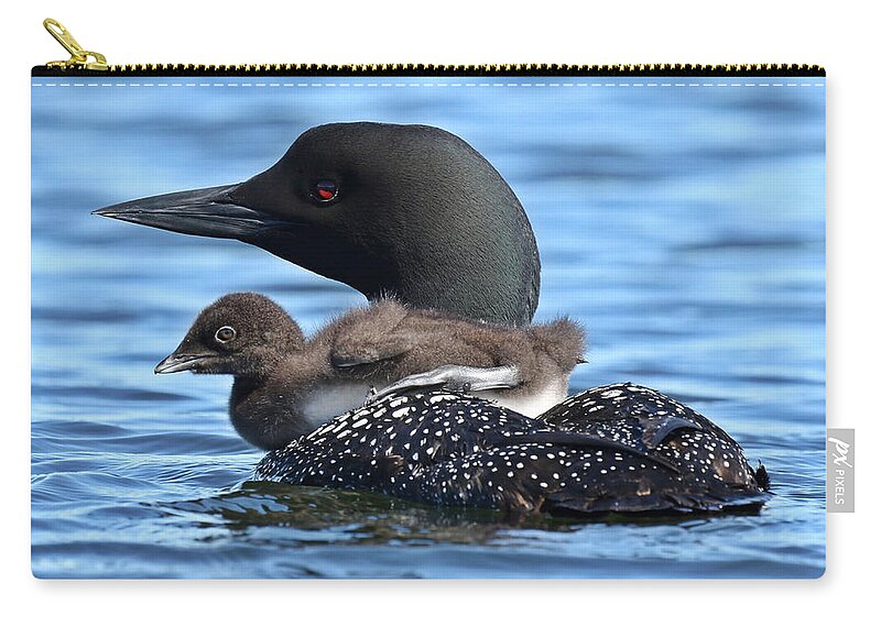 Loon Zip Pouch featuring the photograph Baby Loon Pram by Heather King