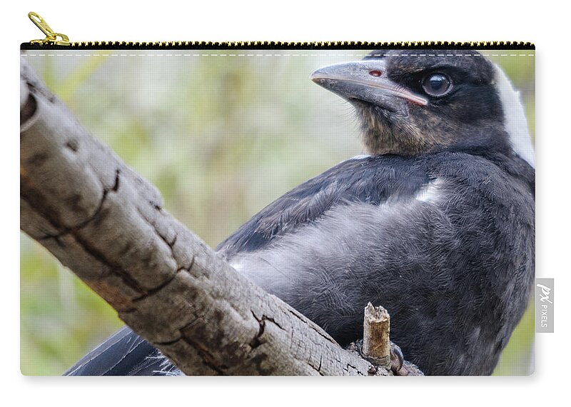 Magpie Zip Pouch featuring the photograph Baby Magpie 1 by Werner Padarin