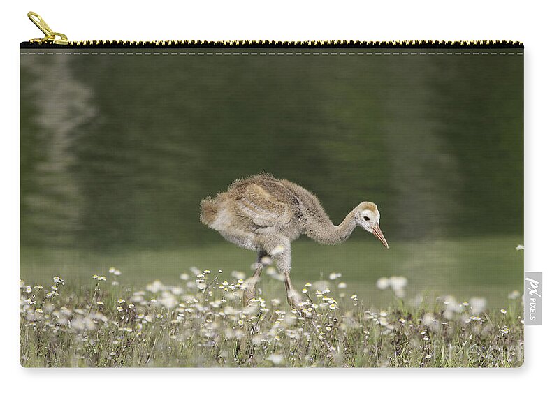 Sandhill Crane Zip Pouch featuring the photograph Baby Sandhill Crane Walking Through Wildflowers by Jeannette Hunt