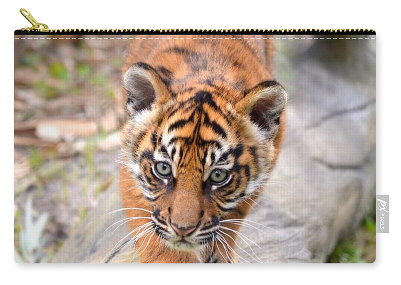 Florida Zip Pouch featuring the photograph Baby Sumatran Tiger Cub by Richard Bryce and Family