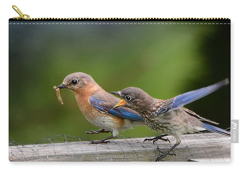 Nature Zip Pouch featuring the photograph Bluebird Baby Talk by Nava Thompson