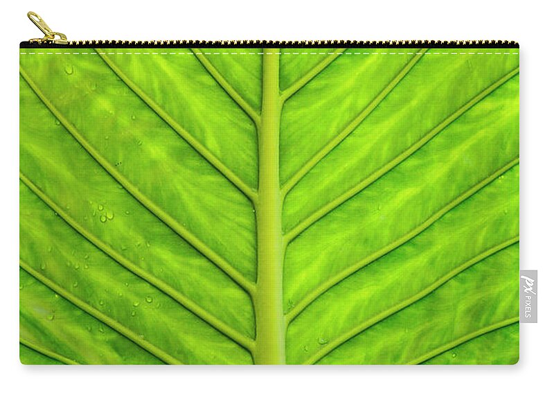 Colocasia Esculenta Zip Pouch featuring the photograph Backlit Taro Leaf by Todd Bannor