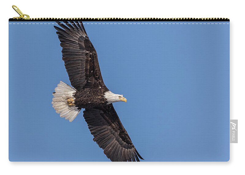American Bald Eagle Zip Pouch featuring the photograph Bald Eagle 2018-1 by Thomas Young