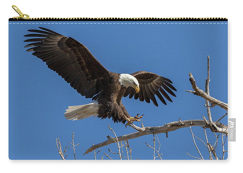 Bald Eagle Zip Pouch featuring the photograph Bald Eagle at Touch Down by Tony Hake