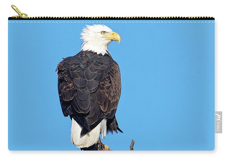 Bald Eagle Zip Pouch featuring the photograph Bald Eagle by Eilish Palmer