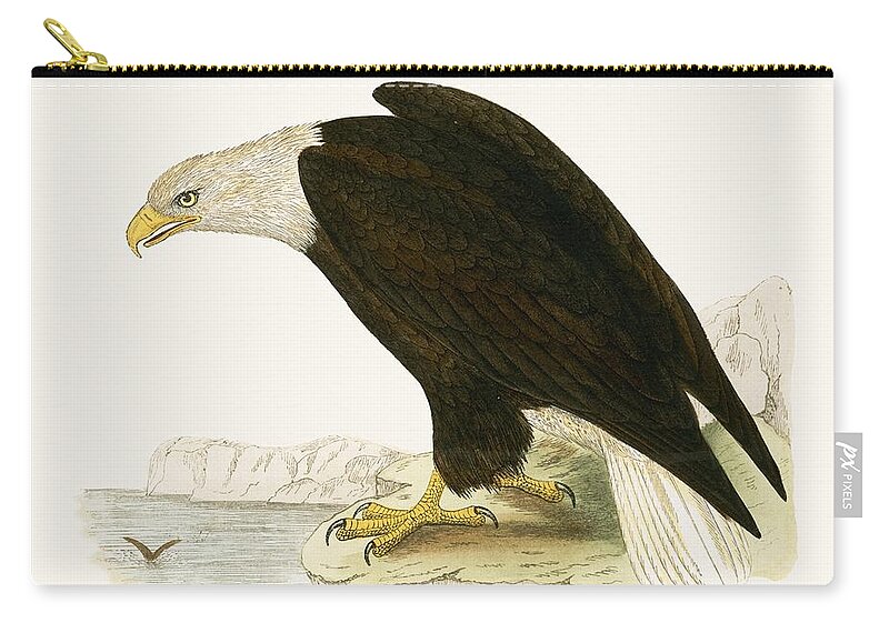 Bald Eagle Zip Pouch featuring the painting Bald Eagle by English School